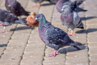 Güzel vahşi güvercin Eylül 'de güneşleniyor.