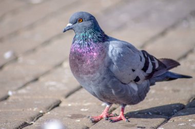 Güzel vahşi güvercin Eylül 'de güneşleniyor.