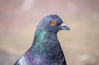 Güzel vahşi güvercin Eylül 'de güneşleniyor.