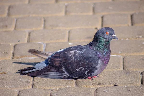 Schöne Wildtaube Sonnt Sich September Der Sonne — Stockfoto