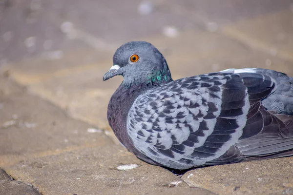 Bonito Pombo Selvagem Banha Sol Setembro — Fotografia de Stock