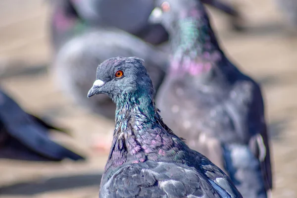 Güzel Vahşi Güvercin Eylül Güneşleniyor — Stok fotoğraf