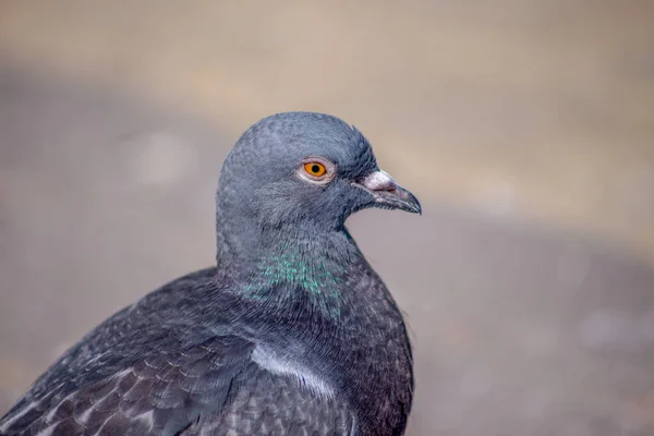 아름다운 비둘기 일광을 — 스톡 사진