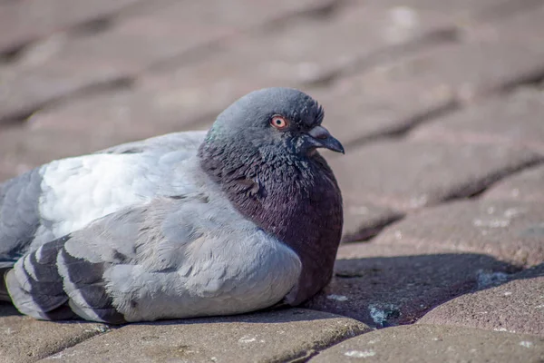 Beaux Pigeons Sauvages Prélassent Soleil Septembre — Photo