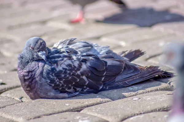 Schöne Wildtaube Sonnt Sich September Der Sonne — Stockfoto