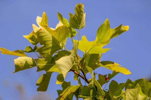 Foglie Verdi Gialle Albero Tulipano Uno Sfondo Del Cielo — Foto Stock