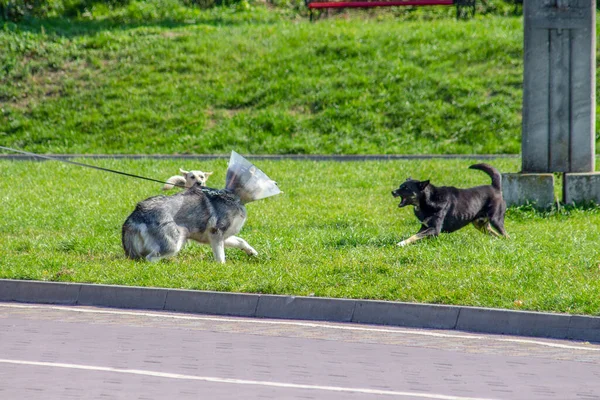 Herrelösa Hundar Skäller Annan Hund Parken — Stockfoto