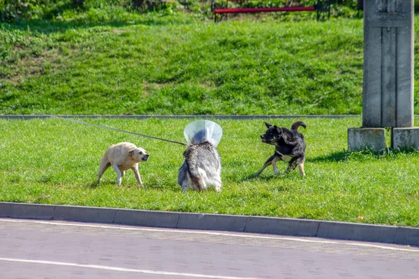 Sokak Köpekleri Parkta Başka Bir Köpeğe Havlar — Stok fotoğraf