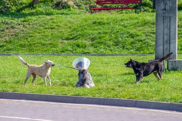 Herrelösa Hundar Skäller Annan Hund Parken — Stockfoto