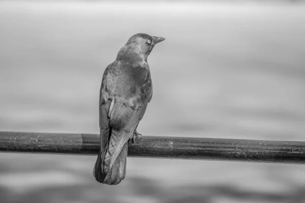 Black Jay Plotě Parku Září — Stock fotografie