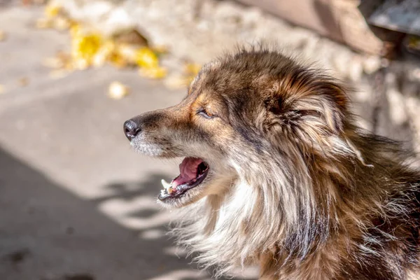Собака Кидається Сидить Сонці — стокове фото
