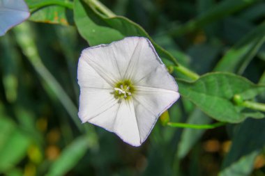 Yolun yakınındaki bir tarlada beyaz çan çiçekleri