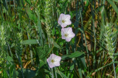 Yolun yakınındaki bir tarlada beyaz çan çiçekleri
