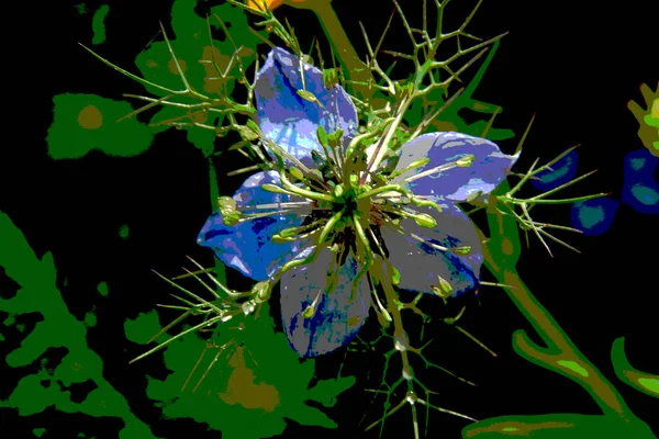 Flores Milho Azuis Com Fraldas Campo Setembro — Fotografia de Stock