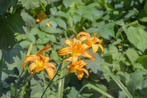 Hermosas Flores Silvestres Amarillas Septiembre —  Fotos de Stock