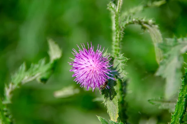 Paarse Klisdistel Langs Weg — Stockfoto