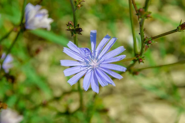 Fiori Mais Blu Con Pannolini Nel Campo Settembre — Foto Stock