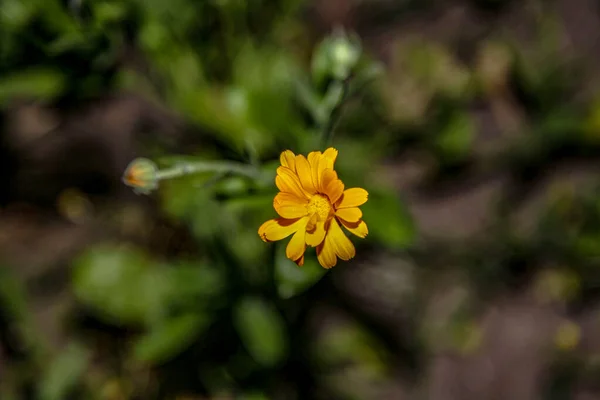 Hermosas Flores Silvestres Amarillas Septiembre — Foto de Stock