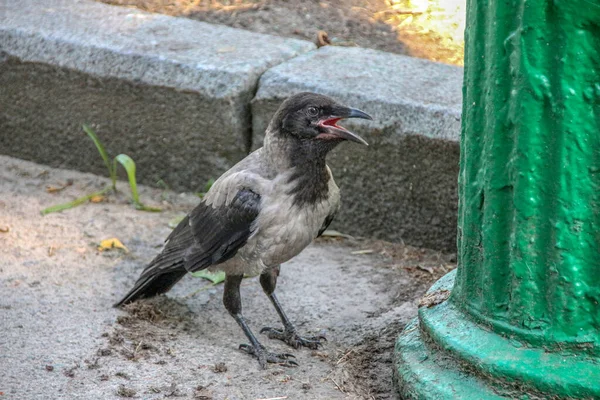 Šedočerná Vrána Poblíž Skládky Horkém Lese — Stock fotografie