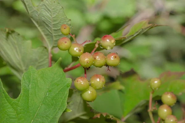 庭のビブラムの緑の赤い果実 — ストック写真