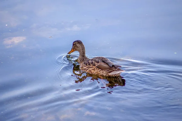 Pato Selvagem Nada Água Lagoa Setembro — Fotografia de Stock