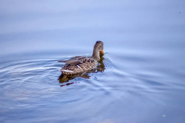 Pato Selvagem Nada Água Lagoa Setembro — Fotografia de Stock