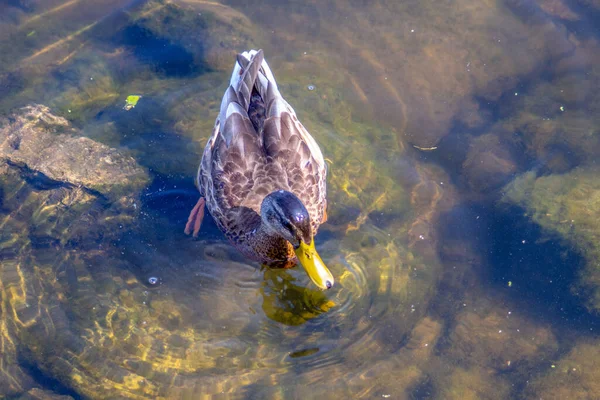 Canard Sauvage Nage Sur Eau Dans Étang Septembre — Photo