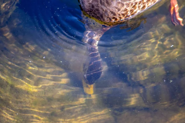 Wild duck swims on the water in the pond in September