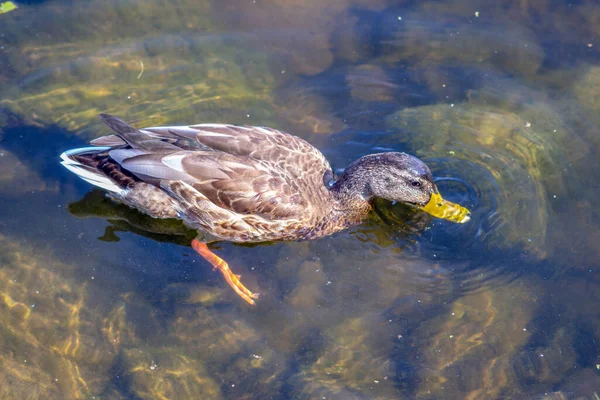 Wild Duck Swims Water Pond September — Stock Photo, Image