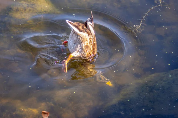 Canard Sauvage Nage Sur Eau Dans Étang Septembre — Photo