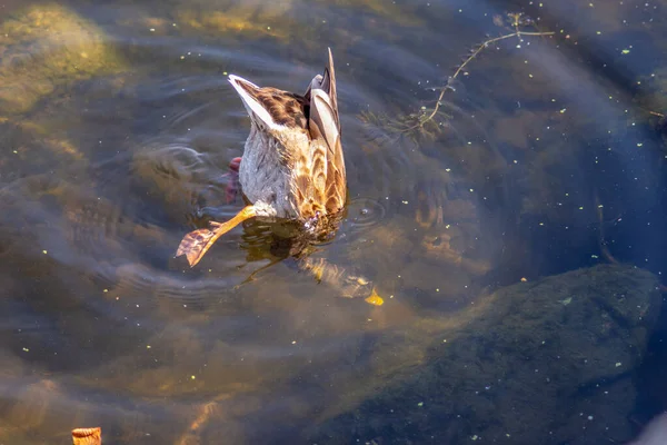 Canard Sauvage Nage Sur Eau Dans Étang Septembre — Photo