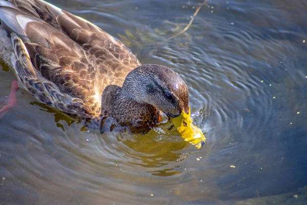 Wild duck swims on the water in the pond in September