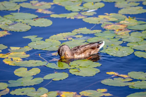 Wild Duck Swims Water Pond September — Stock Photo, Image
