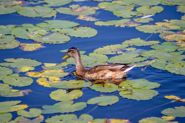 Wild Duck Swims Water Pond September — Stock Photo, Image