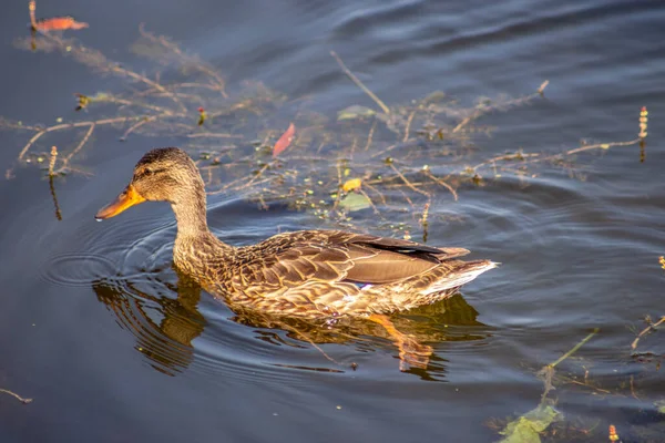 Canard Sauvage Nage Sur Eau Dans Étang Septembre — Photo