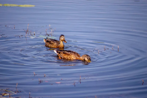 Pato Selvagem Nada Água Lagoa Setembro — Fotografia de Stock