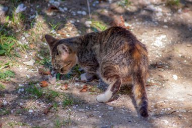 Eylül 'de gölgede beyaz gri bir kedi oturuyor.