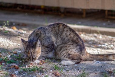 Eylül 'de gölgede beyaz gri bir kedi oturuyor.