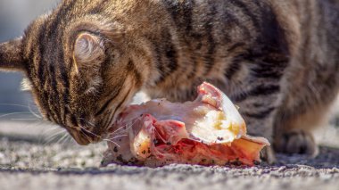 Kaplana benzeyen kedi çiğ et yiyor.
