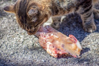 Kaplana benzeyen kedi çiğ et yiyor.