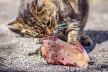 Kaplana benzeyen kedi çiğ et yiyor.
