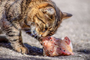Kaplana benzeyen kedi çiğ et yiyor.