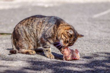 Kaplana benzeyen kedi çiğ et yiyor.