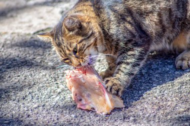 Kaplana benzeyen kedi çiğ et yiyor.