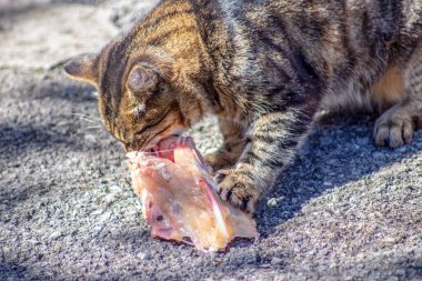 Kaplana benzeyen kedi çiğ et yiyor.