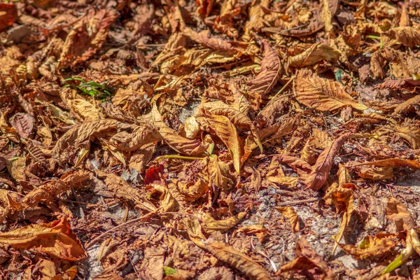 Folhas Castanha Outono Amarelo Chão — Fotografia de Stock