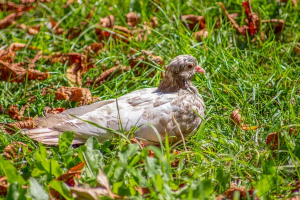 Biało Brązowy Gołąb Siedzi Trawie Liście Słońcu — Zdjęcie stockowe