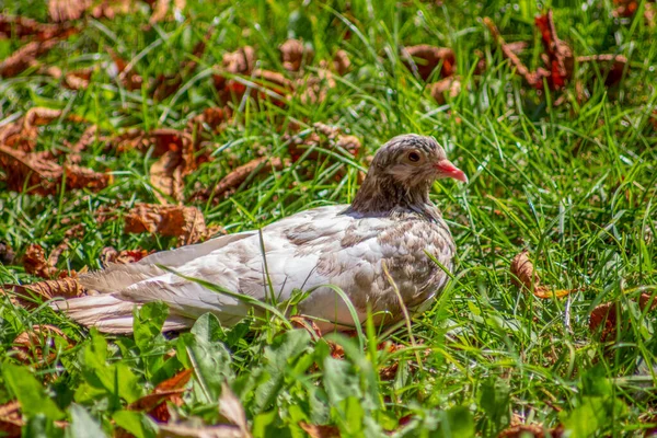 Beyaz Kahverengi Güvercin Çimenlerde Oturur Güneşte Yapraklar — Stok fotoğraf