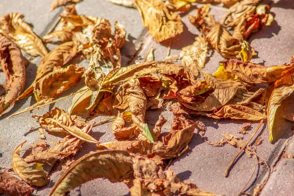 地面に黄色の秋の栗の葉 — ストック写真