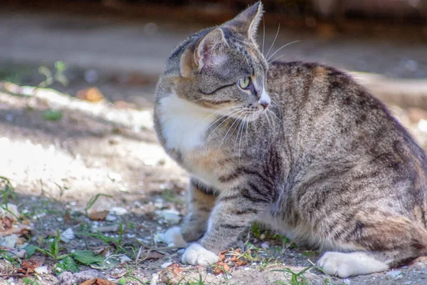 9月に白い灰色の猫が日陰に座っています — ストック写真